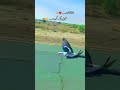 hand tame kabootar with bike #song