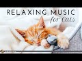 Musique classique relaxante pour chats