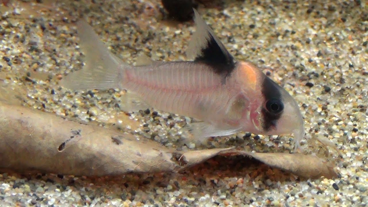 コリドラス バーゲシー Corydoras Burgessi Youtube