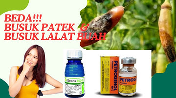 Perbedaan Busuk Cabai Akibat Patek (Antraknosa) dan Lalat Buah | Ciri, Penyebab & Cara Mengatasi