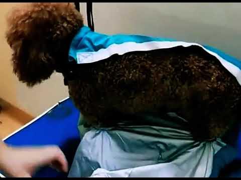 Костюм для сушки собак - YouTube