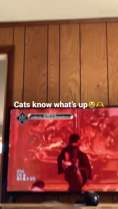 BUDDY (the cat) REACTS TO STRAY KIDS “I’LL BE YOUR MAN” Lee Know’s part