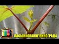 ПАСЫНКОВАНИЕ ВИНОГРАДА ВЗРОСЛЫХ ПЛОДОНОСЯЩИХ КУСТОВ