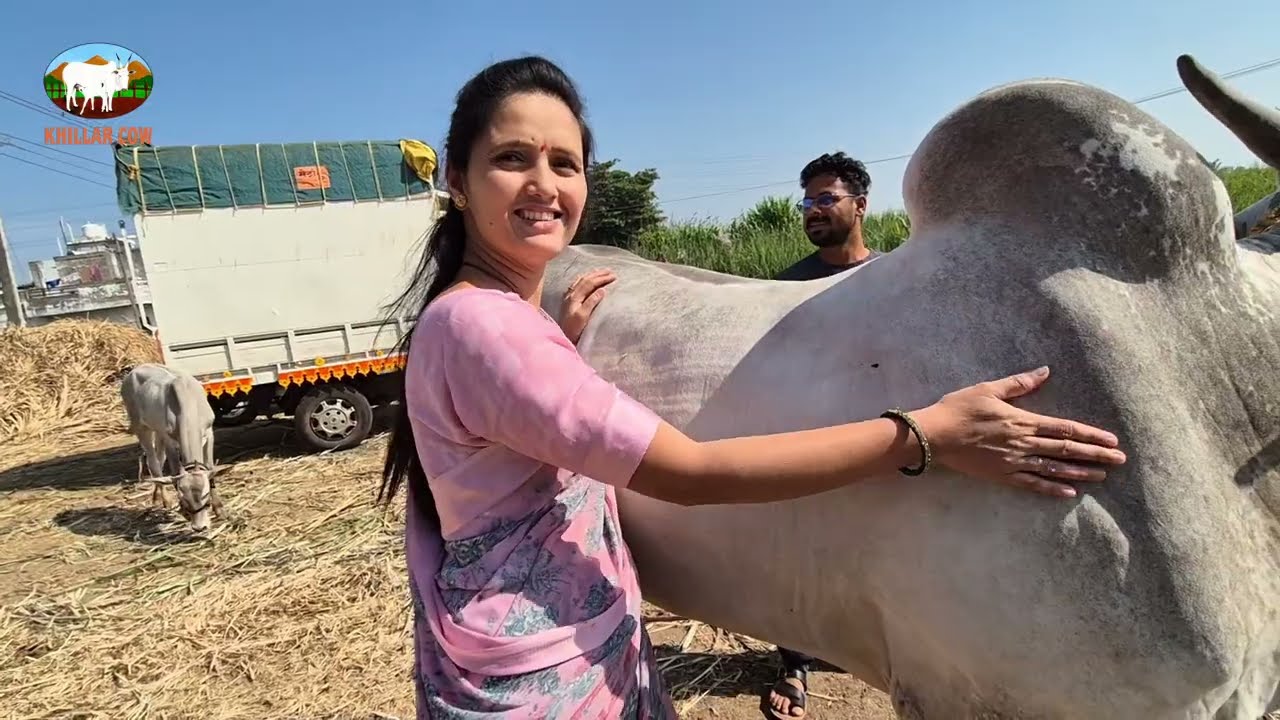  6666 दावण / Khillar cow 