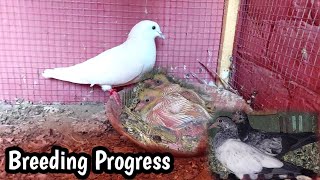 Breeding Progress Achi Breed Ae Rhi Hy Hashim Mahmood Pigeons