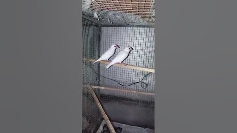 White Java Sparrow (red eyed)