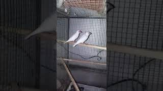 White Java Sparrow (red eyed) Profile