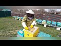 Месяц холодов, что в Ульях?#пчеловодство#пасека#пчёлы#изоляцияматок#малыхин#миленин#весна2021#пыльца