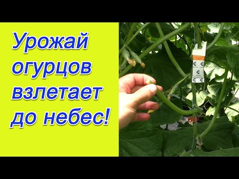 Формировка огурцов- реально полезное видео с "фишками" от агронома.