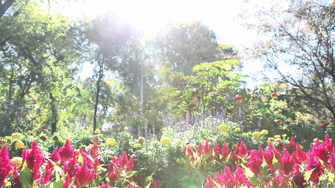 Anchor Trailer- Official