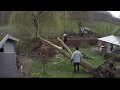 Démontage d’un arbre déraciné par la tempête