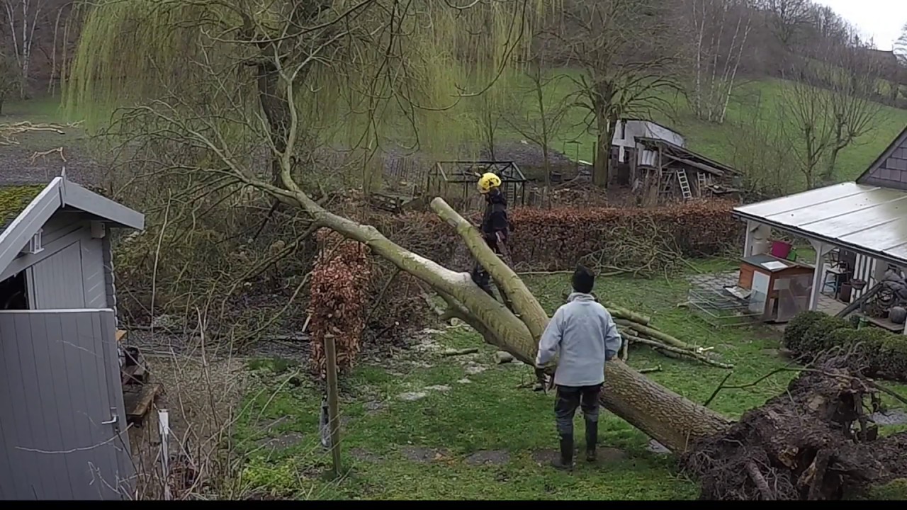 Démontage d’un arbre déraciné par la tempête YouTube