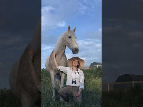Video: Rocky Mountain Horse