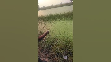 MACHHALI Ka Amazing Short Video Generated using YouTools https://play.google.com/store/apps/details#