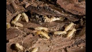 Termite Control | Essential Pest Control