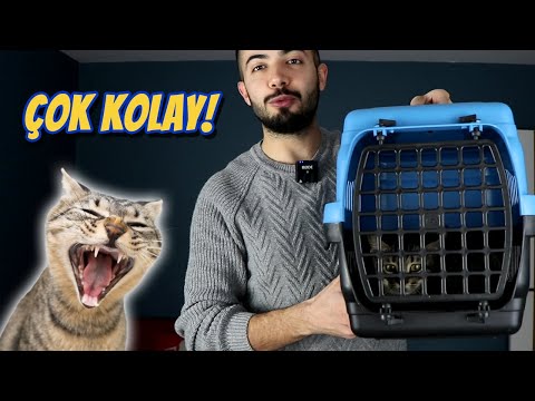 Video: Bir Köpeği ve Bir Kediyi Nasıl Tanıtırsınız