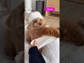 今流行ってる「KUNG-FU FIGHTING」🥋3ワンでやってみた😂🐶🐶🐶誰が一番上手だと思う?🤣 #dog