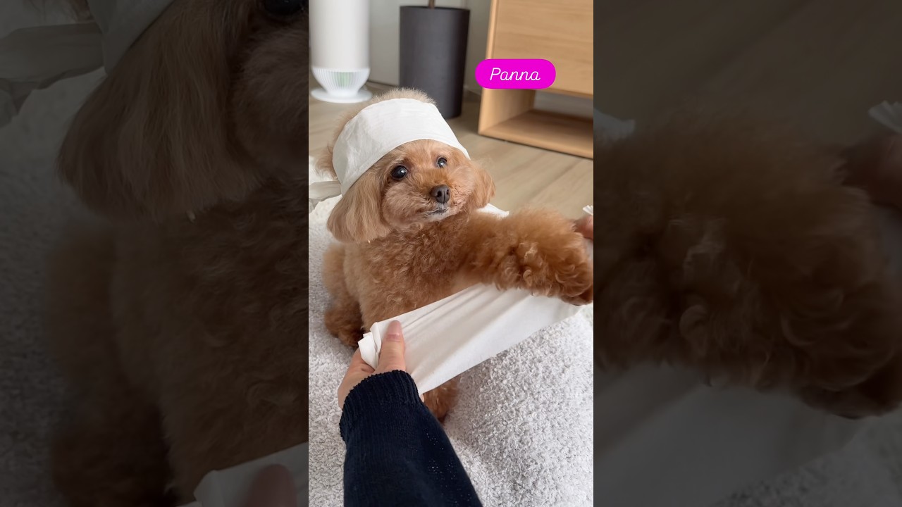 今流行ってる「KUNG-FU FIGHTING」🥋3ワンでやってみた😂🐶🐶🐶誰が一番上手だと思う?🤣 #dog