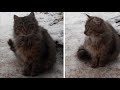 В снегу люди заметили мелькающие кошачьи лапки и хвост