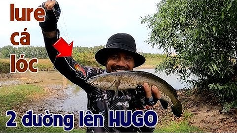 Câu Lure Cá Lóc ✅ Trở Lại Khúc Ao Huyền Thoại Lure Cá Lóc Và Cái Kết | Tâm Râu Vlog #214