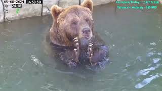 :   - Mansur the Bear (  !!)
