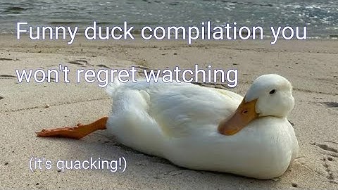 Funny duck compilation | Try not to laugh duck edition