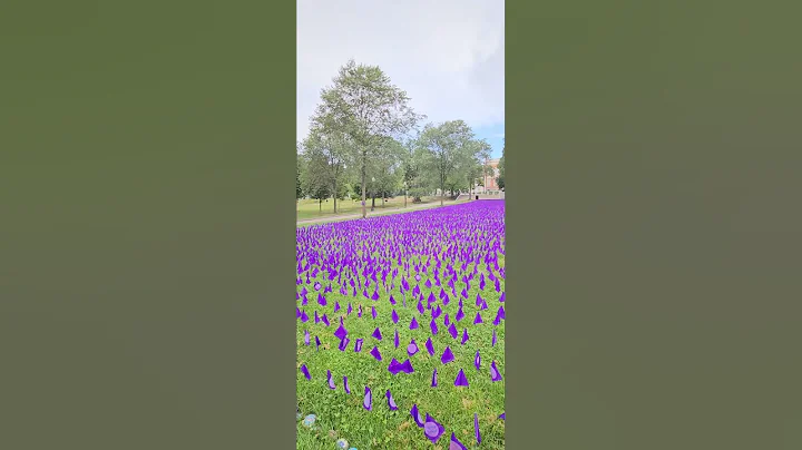 20,000 purple flags are placed in #Boston Common today to honor the lives lost to 🅰️ddiction. 💜