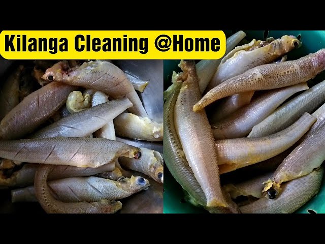 Kilanga fish cleaning | Kilanga Meen Cleaning (English) | Lady fish cleaning at home | Food Tamil - Samayal & Vlogs