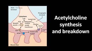 Acetylcholine synthesis and breakdown
