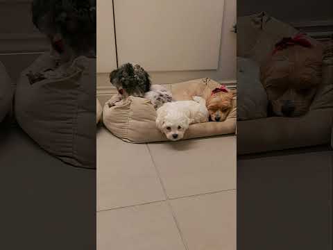 8 Week Puppy Update