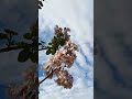 Flowers dancing in the air.#sakura called tabebuia or Sakura #springvibes #nature #flowers #sakura