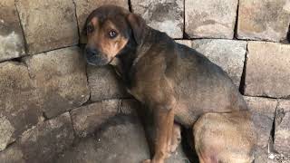 Trapped in a Well - Stray Rescue of St.Louis