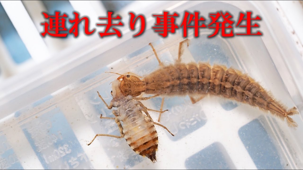 ゲンゴロウの幼虫が何者かに連れ去られた - YouTube