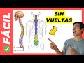 #1 ✅ COLUMNA VERTEBRAL (Fácil) Anatomía Partes y Curvaturas