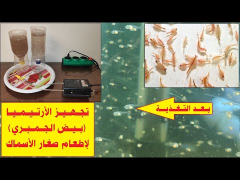 الارتيميا  أو   اسهل طريقة تحضير وتغذية زريعة الاسماك منها   