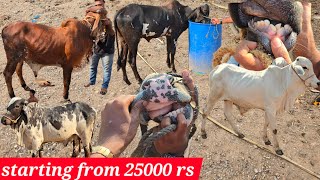 Indian bull's for sale in Hyderabad shareef nagar | pure ongole deoni Gir & Desi bull's available