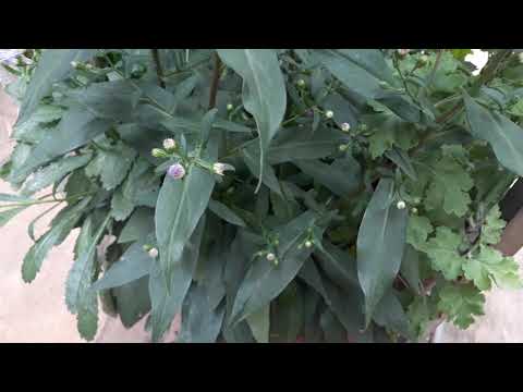 Vídeo: Felicia Blue Daisy Informações - Como cultivar uma planta de margarida azul Kingfisher