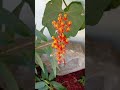 Larvas de Mariposa Monarca alimentándose de planta algodoncillo las orugas serán Mariposas Monarca