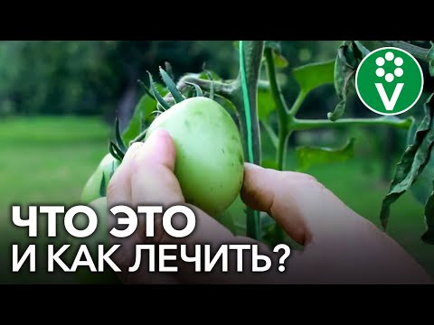 Видео: Борьба с бактериальным раком помидоров: как справиться с бактериальным раком томатов