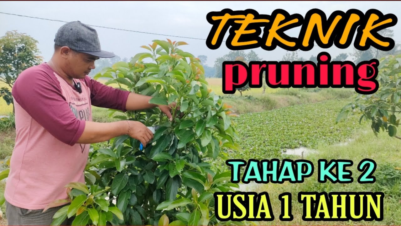 Teknik pruning pohon alpukat tahap ke dua usia 1 tahun dari tanam