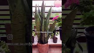 Realistic Artificial Plant for Home Décor | Affordable Balcony Decoration | Home Decor Idea #shorts