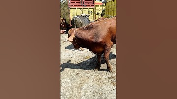 sapi lucu joget #sapi #cow #cowvideos #lucu