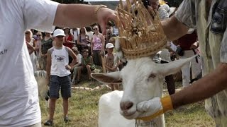 Goat Beauty Contest In Lithuania by Uzoo 13,852 views 7 years ago 1 minute, 3 seconds