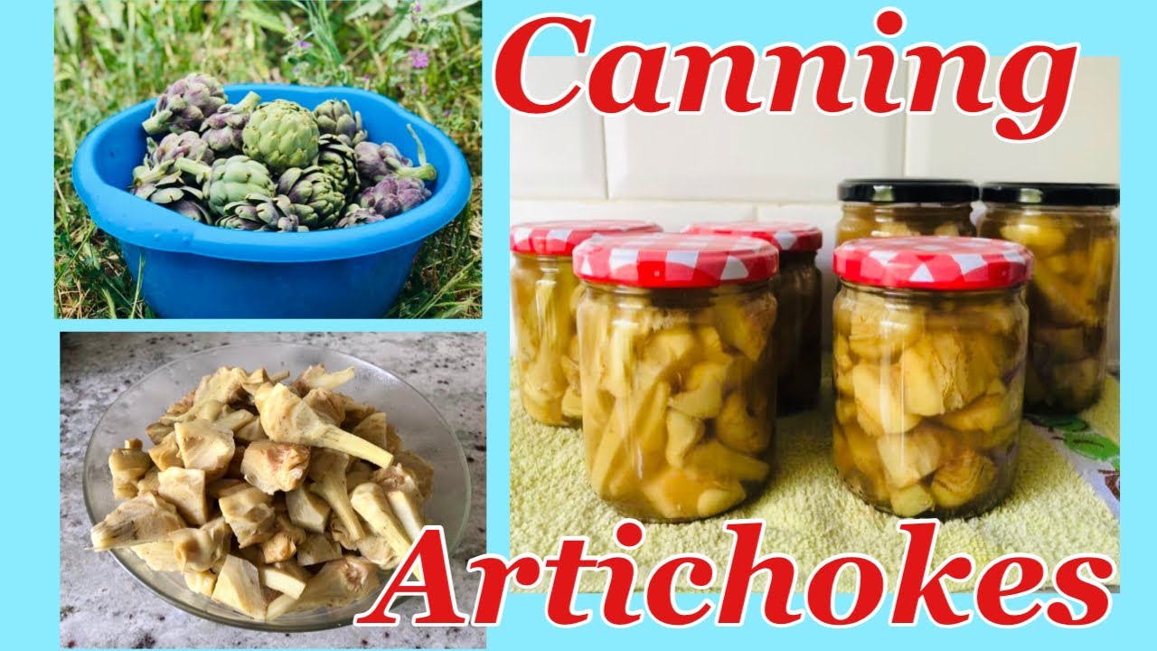 CANNING ARTICHOKES in Spanish Way Acre and a Half Homestead YouTube