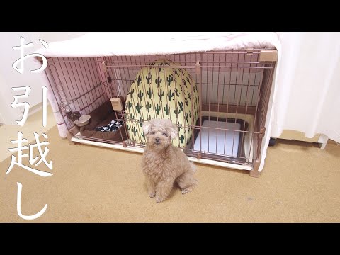 愛犬が引っ越しました！【トイプードル】