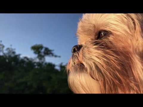 Anjing Shih Tzu Cute Dog Chilling On A Boat Dania Beach Florida