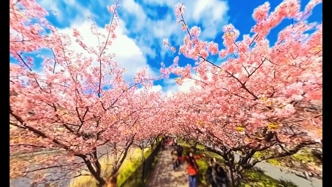 値下げ◆金麦◆来たー！春桜 今年の桜花見用に350ml✖48本をお家にお届けます 日本初。「金麦」が提案する、360度動画での“バーチャルお花見”体験