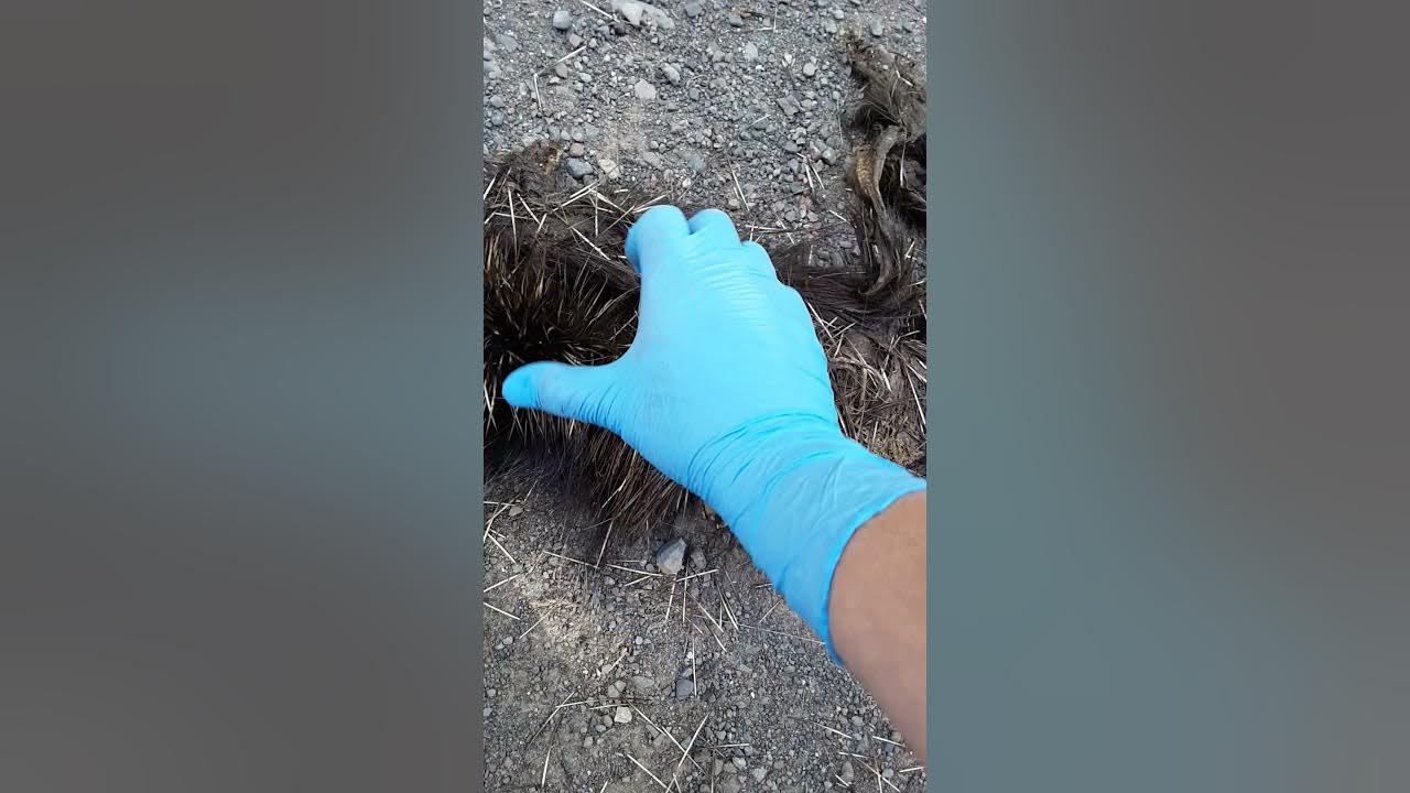 Pulling Quills from a roadkill Porcupine in Grand Portage, Minnesota YouTube