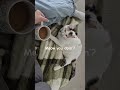 Meow you doin'? #catjokes #funnycat #catshorts #catvideos