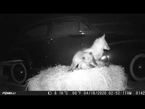 Red fox kit playing with mom's tail.
